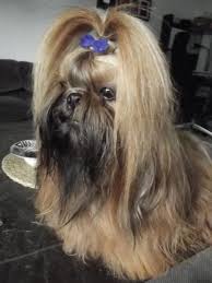 Shih Tzu Charakter Haltung Pflege Markt De