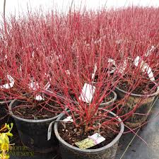 Image result for Artabotrys collinus