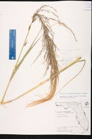 Image result for Nesaea rautanenii