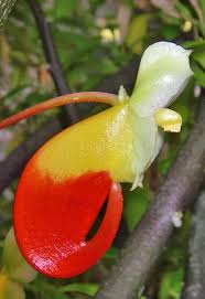 Image result for Impatiens niamniamensis