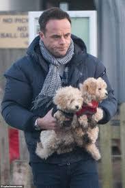 A maltipoo is a cross between a maltese and poodle, usually a toy or miniature poodle. Meet The Mutts Whose Owners Are Crossbreed Crazy Daily Mail Online
