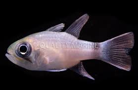 Image result for Neoschumannia cardinea