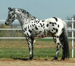 Black And White Horse Names Female Friese X Appaloosa Appaloosa Horses Horses Most Beautiful Horses