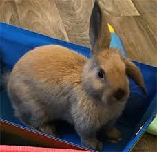 While it doesn't sound too much like head tilt, it could be something causing him discomfort such as molar spurs or even a piece of hay/straw that is lodged near the back of his throat. Nose Twitching Fast While At Rest Binkybunny