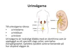 Läs denna text om levern. Njurar Hud Rorelseorganen Ppt Ladda Ner