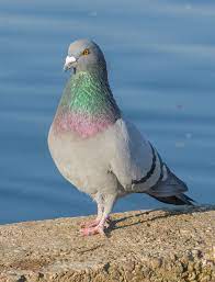 Paloma Ravia Columba Livia Pigeon Bird Pet Birds Dove Pigeon
