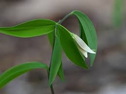 Image result for Clutia sessilifolia