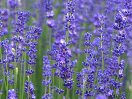 Purple flowering bush identification uk. 10 Recommended Shrubs With Blue Or Lavender Flowers