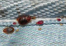 Image result for bedbugs on mattress
