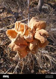 Image result for Sterculia rogersii