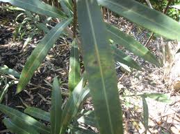 Image result for xylella fastidiosa oleander symptoms