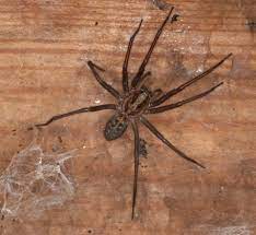 Leaving things lying around will help to give. Giant House Spider The Wildlife Trusts
