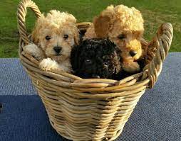 kleine maltipoo pudel mix welpen suchen ein neues zuhause wolfshund welpen maltipoo hund wolfshund