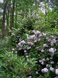 Image result for Deutzia hybrida Pink Pompon