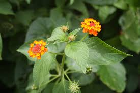 Image result for Lantana tiliifolia