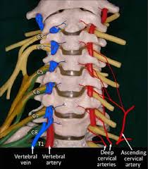 Veins and arteries are the two types of blood vessels in a closed circulatory system. Drawing Shows The V2 Segment Of The Vertebral Artery The Vertebral Download Scientific Diagram