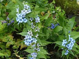 Image result for Gentiana asclepiadea alba