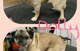 We did not find results for: Paw Spa 321 Walnut St A Monticello Mn 55362 Yp Com
