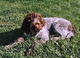 We had plans to spends a lot of time hunting upland game in colorado, nebraska and kansas this year but 2020 with covid shutting schools/work places down we didn't get out nearly as much as we wanted. Wirehaired Pointing Griffon Dogs In Canada Canadogs