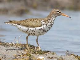 Shore Birds Of Cape Cod Spotted Sandpiper Pet Birds Sea Birds Wild Birds
