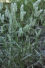 Image result for Polypogon