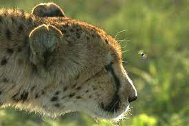 Pin On Big Cats