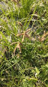 Image result for Bolboschoenus glaucus