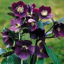 Plant Of The Day Blue Lady Hellebore Lenten Rose Plants Flower Garden
