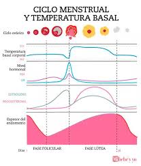 Estoy a dos días de la ovulación, en fase lútea y con la temperatura basal perfecta. Temperatura Basal Para Quedar Embarazada Como Se Interpreta Mi Bebe Y Yo