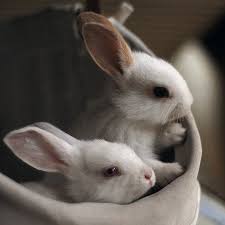 Pin By John Adams On I N S P I R A T I O N Cute Animals Cute Baby Animals Baby Animals
