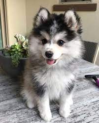  Pomeranian Husky Mix 12 Facts You Should Know About Pomsky Bayi Anjing Anjing Peliharaan Anjing Husky