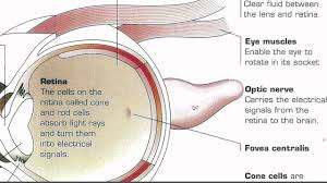 Parts Of The Eye