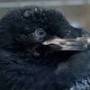 I imagine that the crows won in the end, it is natures way of cleaning up. 1