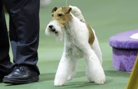 Find the latest nascar news, standings, results, highlights, live race coverage, schedules and more from nbc sports. Meet The Lebron James Of Dog Shows For The Win