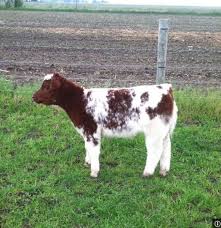 Black And White Cow Breeds Australia Red White And Roan Calf Show Cattle Dairy Cow Breeds Cute Animals