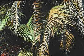 Robellini palm thorn treatment infection. Potassium Deficiency Palm Symptoms