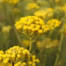 Contextual translation of fiori spontanei into english. Piante Con Fiori Gialli
