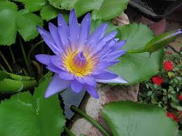 Image result for Nymphaea nouchali