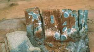 الفراعنة كانوا يضعون عفن الخبز على ما لم تره من قبل facebook