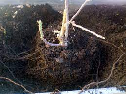 You want to keep as much of the root system as possible and move it to the pot with the rose bush. How To Plant Rose Bush Replanting Dormant Rose Plant