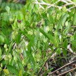 Image result for Aniseia martinicensis