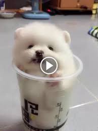 top 10 cutest puppies videos in the world dogs doing funny things funny dog videos cute puppies