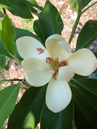 The following photos will allow you to identify white flowering plants. Underappreciated Native Shade Trees University Of Florida Institute Of Food And Agricultural Sciences