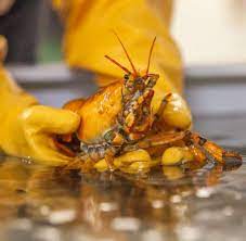 Sie können online shoppen rabatt nachahmung farbe kristall und mehr billig auf de.dhgate.com Extrem Seltener Gelber Hummer Gefunden Welt