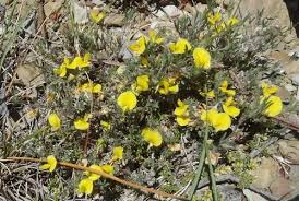 Image result for Lotononis laxa