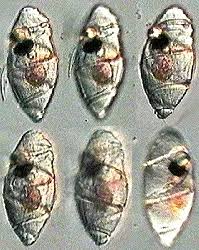 Image result for Pouchetia