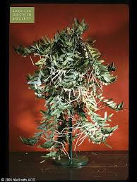 Image result for Calyptrochilum