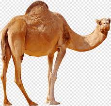 A dromedary is a type of camel. Dromedary Bactrian Camel High Definition Video Desktop Camel Animals Computer Png Pngegg