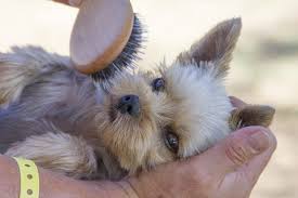 haarpflege beim yorkshire terrier laylas kleine welt