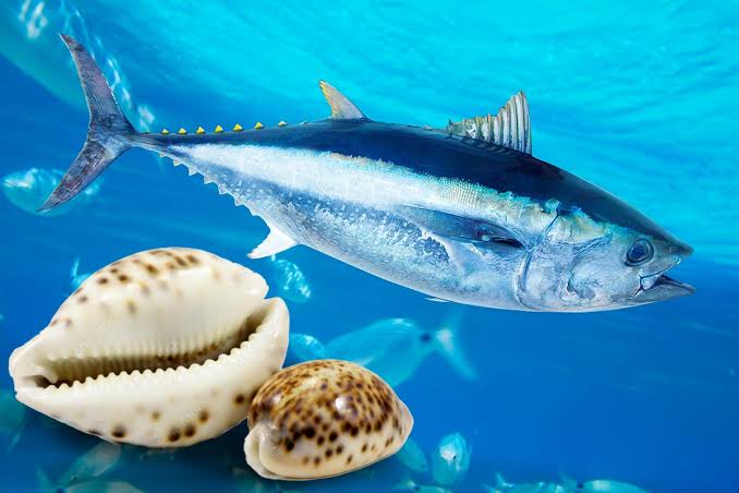 Maldives Tuna and Cowry Snails - National Maritime Historical Society